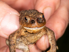 Lucilia bufonivora