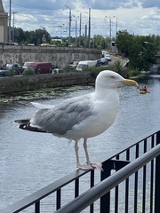 Larus argentatus