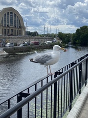 Larus argentatus
