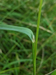 Phalaris canariensis