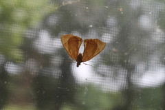 Eulithis diversilineata