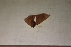 Eulithis diversilineata