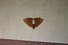 Eulithis diversilineata