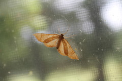 Eulithis diversilineata