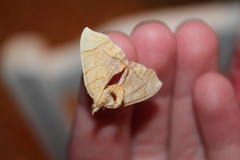 Eulithis diversilineata