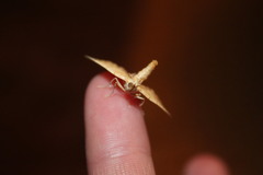 Eulithis diversilineata