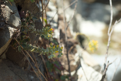 Dudleya cymosa crebrifolia