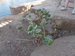 Calotropis procera image