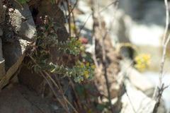 Dudleya cymosa crebrifolia