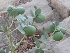 Calotropis procera