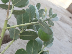 Calotropis procera