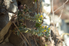 Dudleya cymosa crebrifolia
