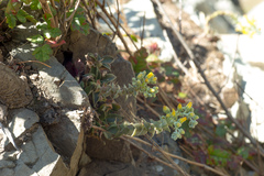 Dudleya cymosa crebrifolia
