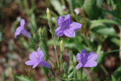Ruellia nudiflora runyonii