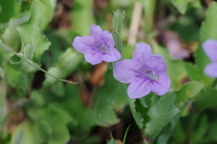 Ruellia nudiflora runyonii