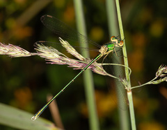 Lestes virens