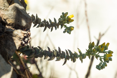 Dudleya cymosa crebrifolia