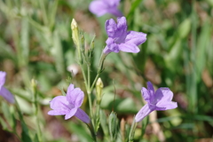 Ruellia nudiflora runyonii
