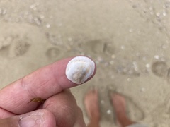 Crepipatella lingulata