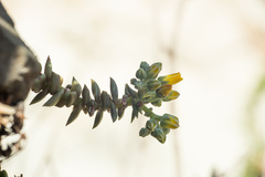 Dudleya cymosa crebrifolia
