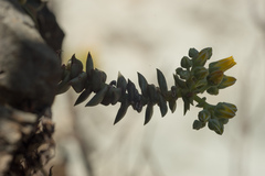 Dudleya cymosa crebrifolia
