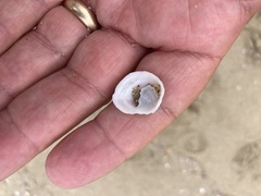 Crepipatella lingulata