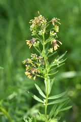 Thalictrum simplex simplex