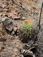 Ferocactus diguetii carmenensis