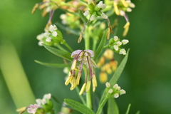 Thalictrum simplex simplex