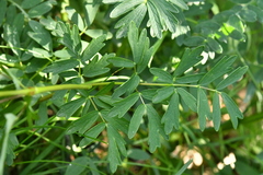 Thalictrum simplex simplex