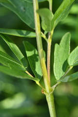 Thalictrum simplex simplex