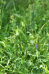 Thalictrum simplex simplex