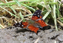 Hypanartia cinderella