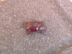 Oryctes nasicornis corniculatus