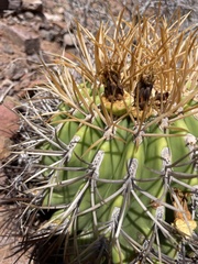 Ferocactus diguetii carmenensis
