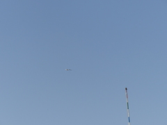 Gelochelidon nilotica