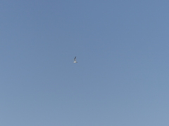 Gelochelidon nilotica