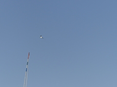 Gelochelidon nilotica