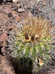 Ferocactus diguetii carmenensis