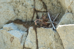 Dudleya cymosa crebrifolia