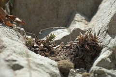 Dudleya cymosa crebrifolia