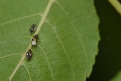 Corythucha juglandis