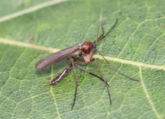 Acomoptera