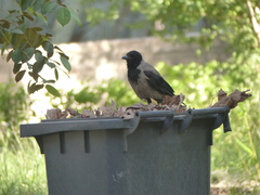 Corvus cornix