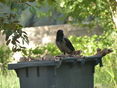 Corvus cornix