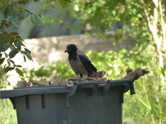 Corvus cornix