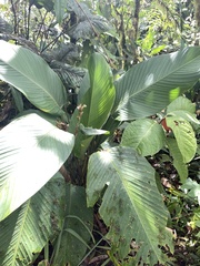 Calathea ischnosiphonoides