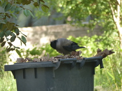Corvus cornix