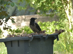 Corvus cornix