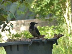 Corvus cornix